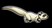 Ferret