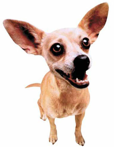 File:Taco bell chihuahua.jpg