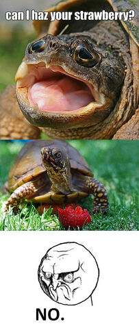 File:Funny-turtle-eating-strawberry-happy.jpg