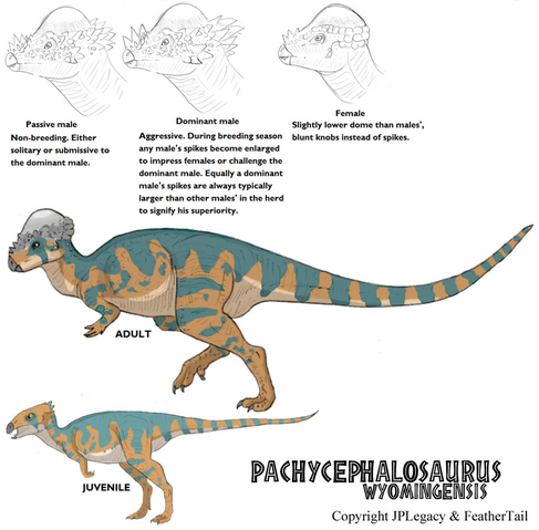 File:Pachycephalosaurus.png