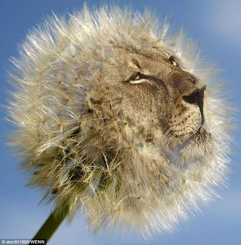 File:Dandelion.jpg