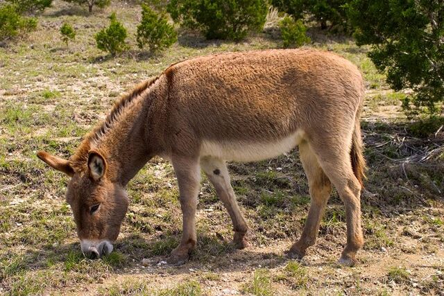 File:Burro.jpg