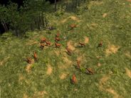 Deer - AoE III