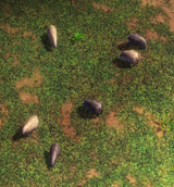 Capybaras