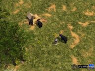 Black Bears