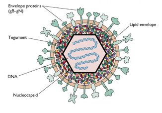 Herpes 1