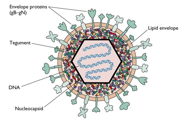 Arquivo:Herpes 1.jpg