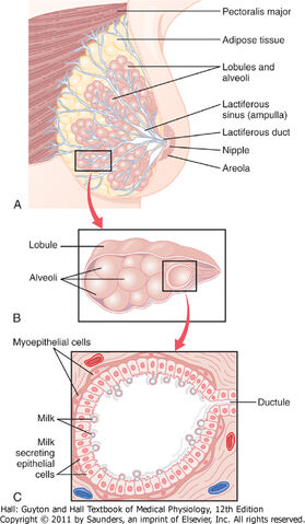 Arquivo:Breast.jpg