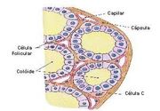 Tireoide.jpg