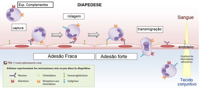 Arquivo:Diapedese.jpg