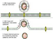 Hep-b1.gif