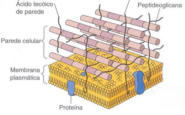 Arquivo:Parede - Gram positivas.png
