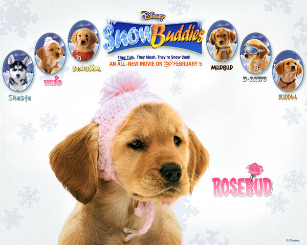 File:Snow buddies rosebud.jpg
