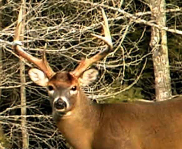 File:Deer2.jpg