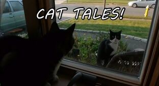 CatTales