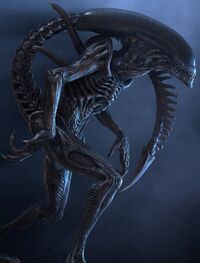 Xenomorph.jpg