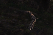Falcon01.png