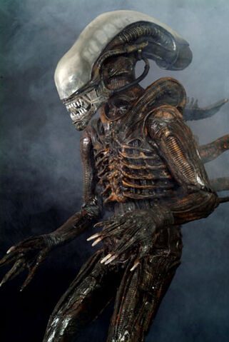 File:Xenomorphr.jpg