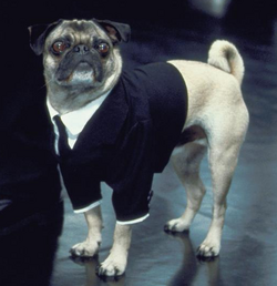 in black frank the pug frank the pug wiki fandom powered by wikia in black frank the pug frank the pug wiki fandom powered by wikia