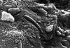 Martianbacteria