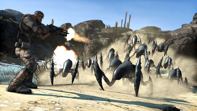 File:Spiderant swarm.jpg