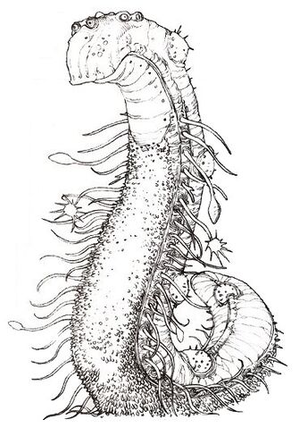 File:Priapulin.jpg
