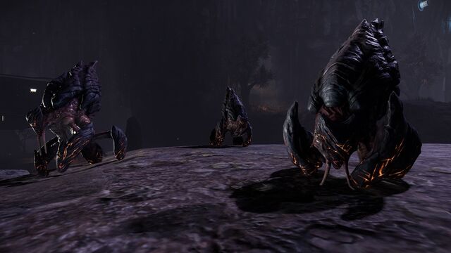 File:Obsidian Beetle.jpg