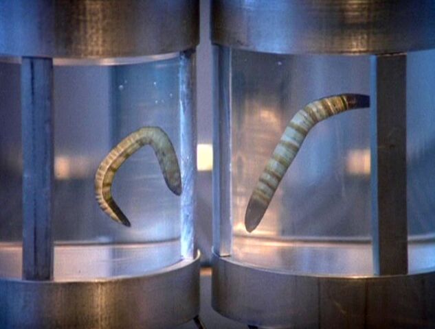 File:Ice parasites.jpg