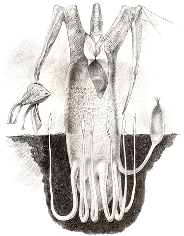 File:Butchertree.png