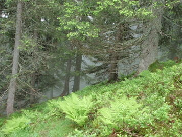 Tannenwald