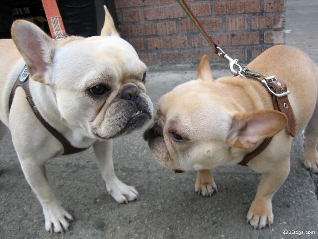 File:Cute-french-bulldog.jpg