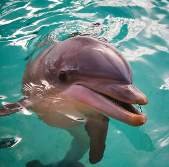 File:Bottlenose Dolphin.jpg