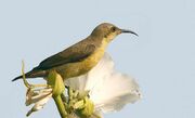 Sunbird female