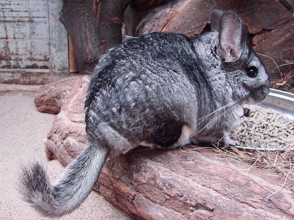 Image result for long tailed chinchilla