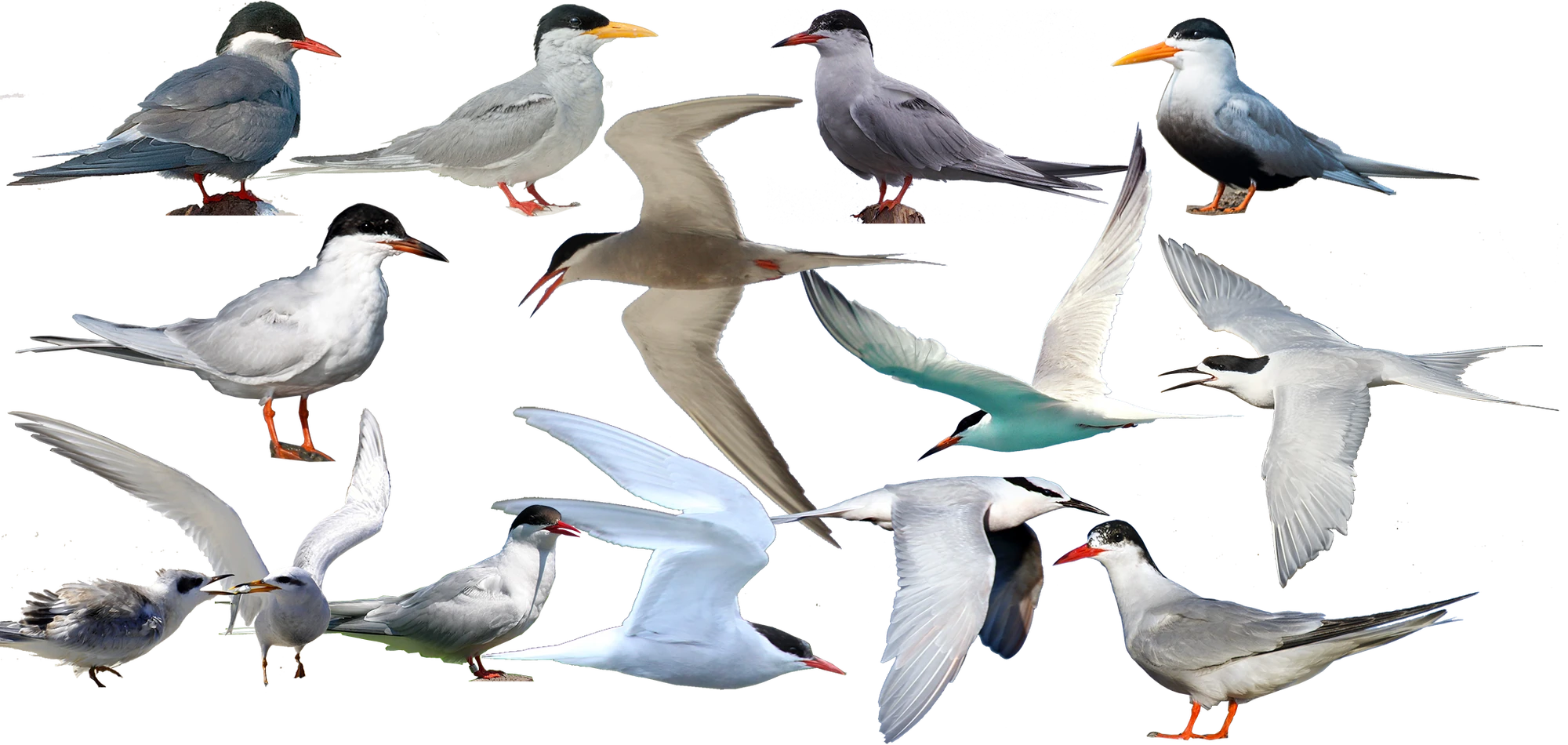 Turaco | All Birds Wiki | Fandom powered by Wikia