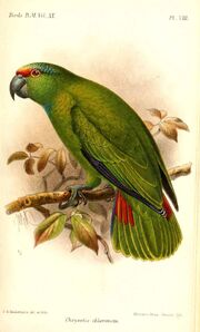 ChrysotisChloronotaKeulemans