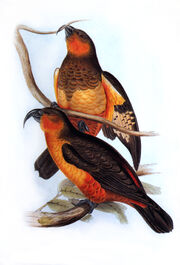 John-Gould-001