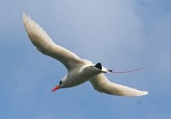 Red-tailed Tropicbird flying