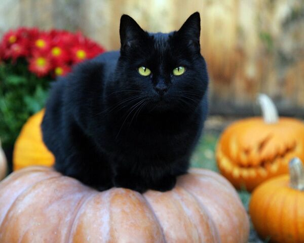 File:Black-Cat-random-32500173-1280-1024.jpg