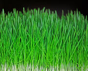 Green.jpg