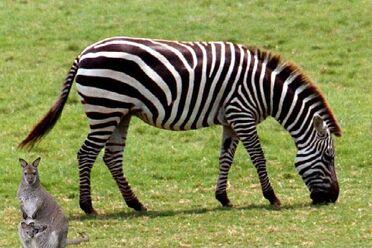 Kängurus in Afrika