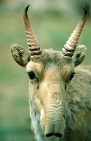 Saiga