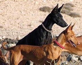 PharaohHoundAnubis