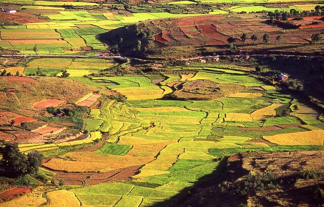 File:Sanafah Fields.jpg