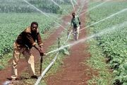 Malagasy Farmers