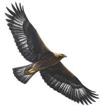 Roman Eagle