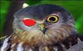 Thumbnail for version as of 21:51, February 13, 2013