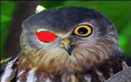 File:Owl.jpg