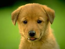 File:Imagescute.jpg