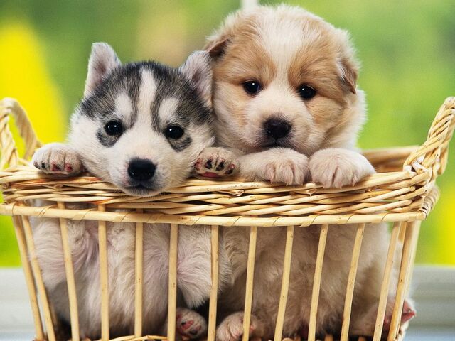 File:48286-puppies-basket-of-puppies.jpeg